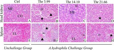 Novel Insight Into Nutritional Regulation in Enhancement of Immune Status and Mediation of Inflammation Dynamics Integrated Study In Vivo and In Vitro of Teleost Grass Carp (Ctenopharyngodon idella): Administration of Threonine